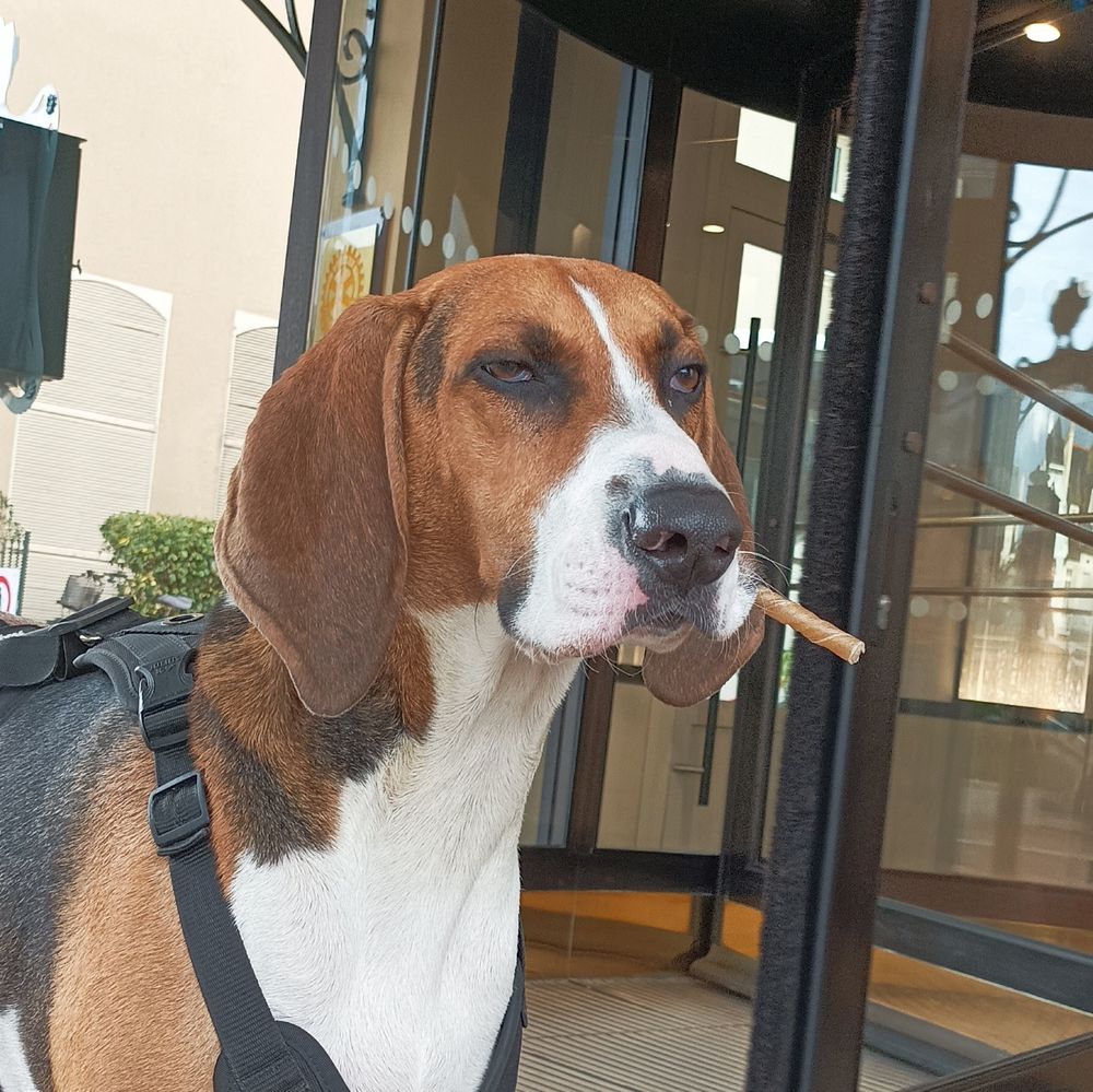 Mon chien Socrate.
Il a une expression très désabusée.
Dans sa gueule, un stick à mâcher qu'il tient comme un cigare. 

