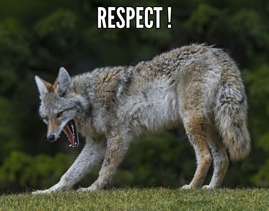 Coyote qui semble saluer, tout en baillant

Texte mème : RESPECT !