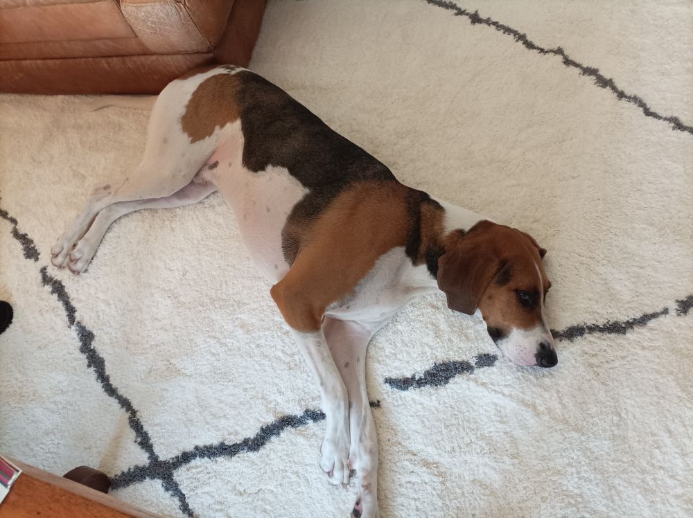 Socrate, anglo-français tricolore allongé de tout son long sur un tapis berbère blanc avec des lignes grises.
Pour ceux qui se demandent, l'anglo-français, c'est comme un beagle, mais élancé et bien plus grand.