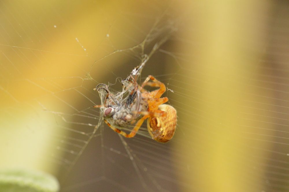 Garden spider wrapping a common tiger fly in silk prior to digesting it. 