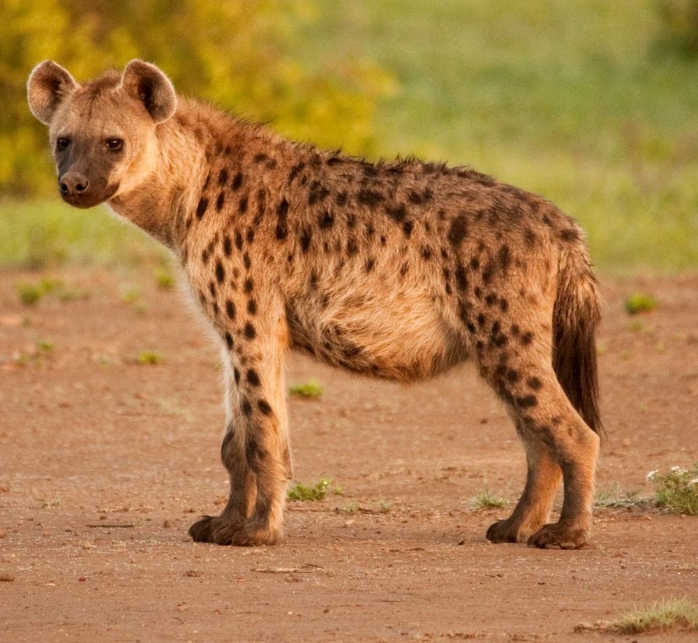 picture of a hyena 