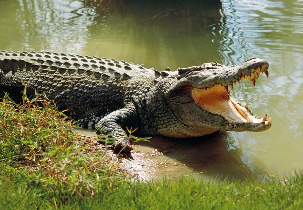 picture of a crocodile 