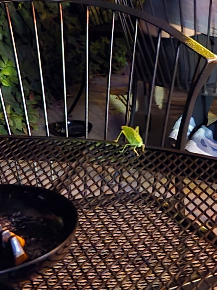 A picture of a leaf bug on a table at a bar