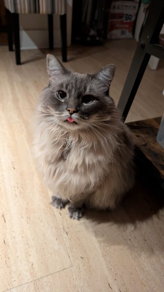 A small, floofy cream and grey cat is sitting with her feet in front of her staring directly at the camera with bright blue eyes. Her little tongue is sticking out.