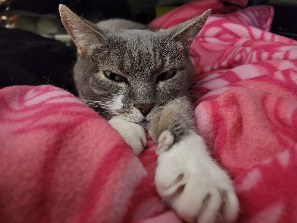 Calamkitty, an even smaller gray and white house cat, looking a little sleepy and lounging with her paw outstretched towards the camera. 