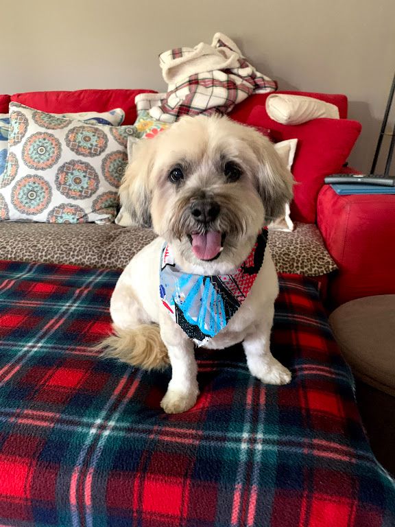Gizmo on couch