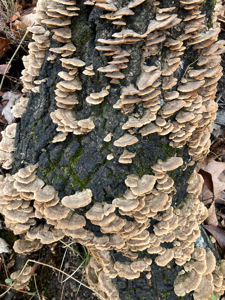 Tree trunk covered with fungi