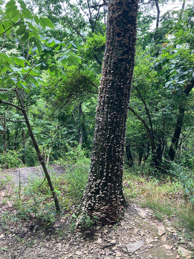 Tree trunk covered with fungi
