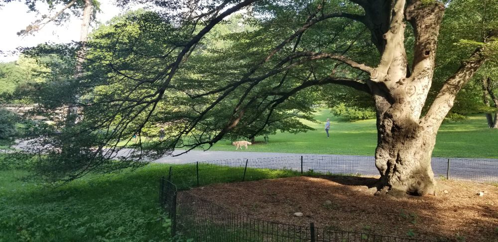 Photo of green space with trees and fog. 