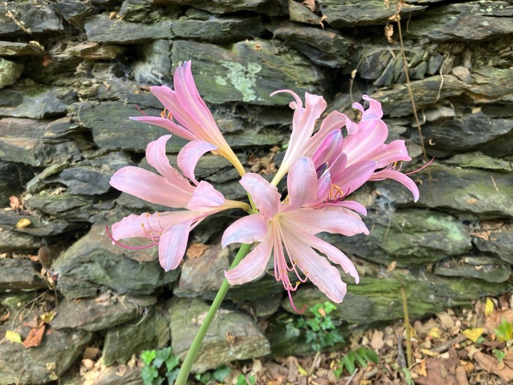 Pink lillies - amaryllis belladonna