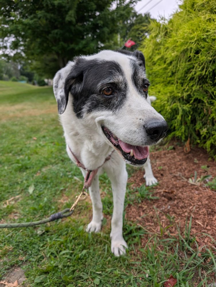 A beautiful white dog with black face spots standing up and looking happy in her yard.