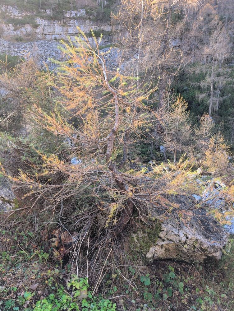 A small larch, growing between rocks, with a very twisty trunk. Some needles are still green, some are already yellow.