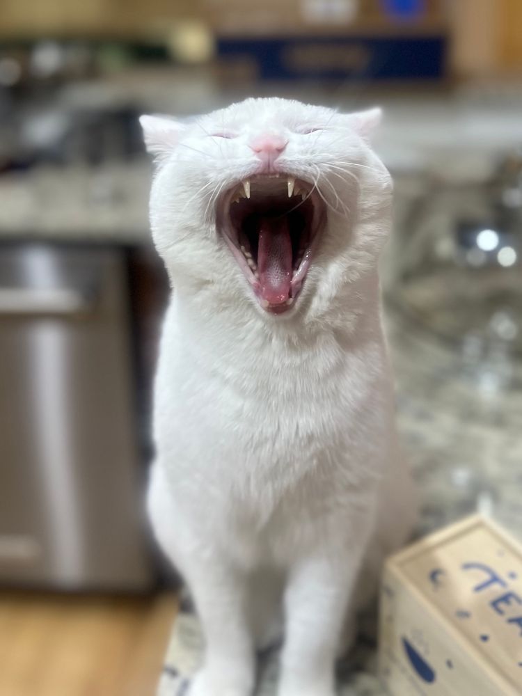 A white cat yawning with its mouth wide open
