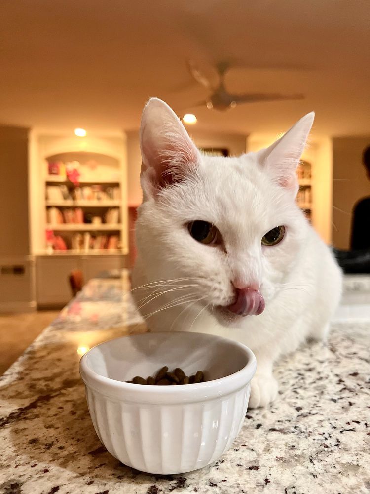 White cat licks its lips over a bowl of food