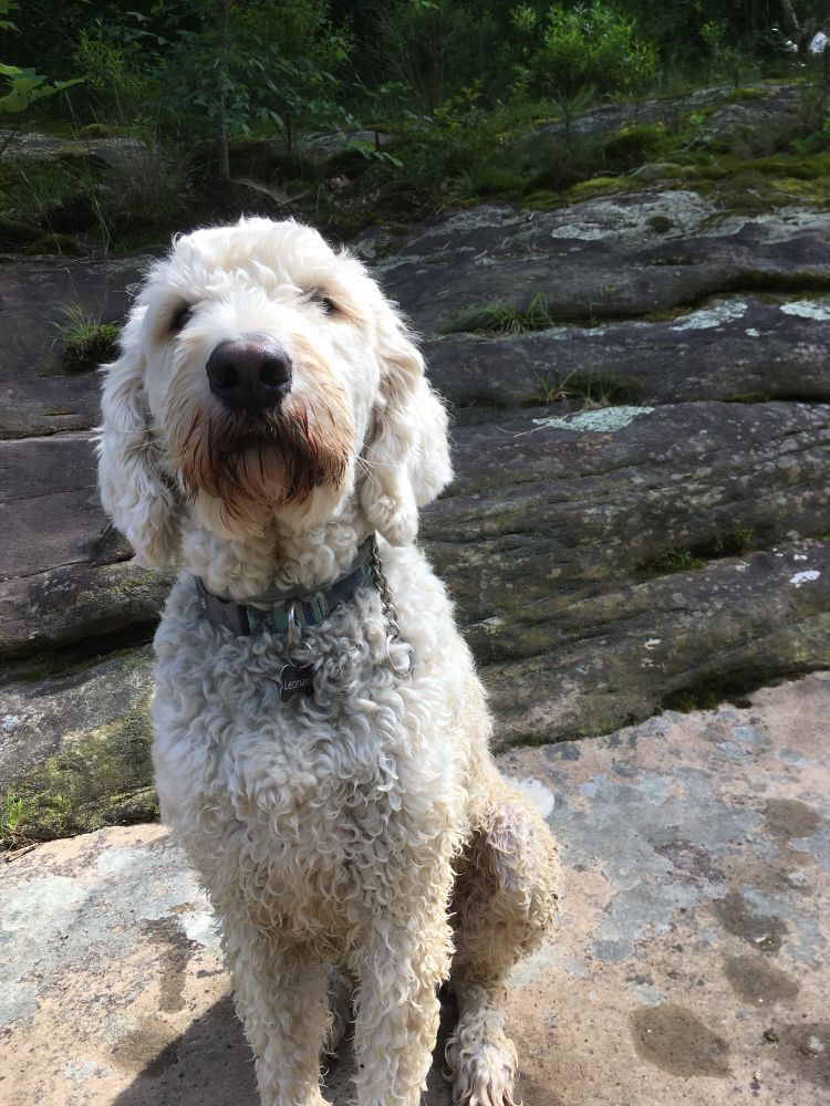 Large white poodle mix sits on creek bed