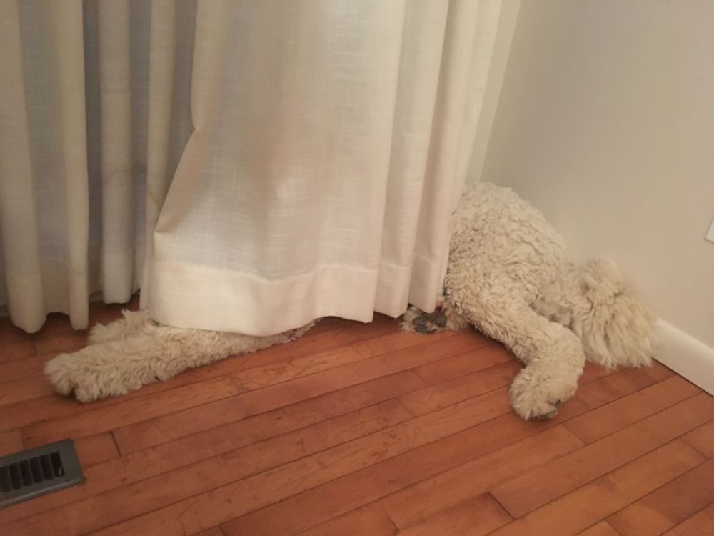 A large white dog appears to hide behind curtains but his hind legs and front legs are visible.