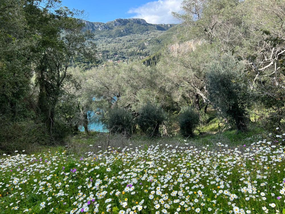 A field of wildflowers with small olive trees behind, mostly obscuring a beautiful cove on Corfu 