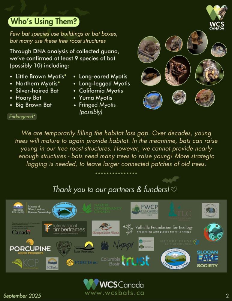 Page two of our brochure on creating artificial bat roosts in trees. 