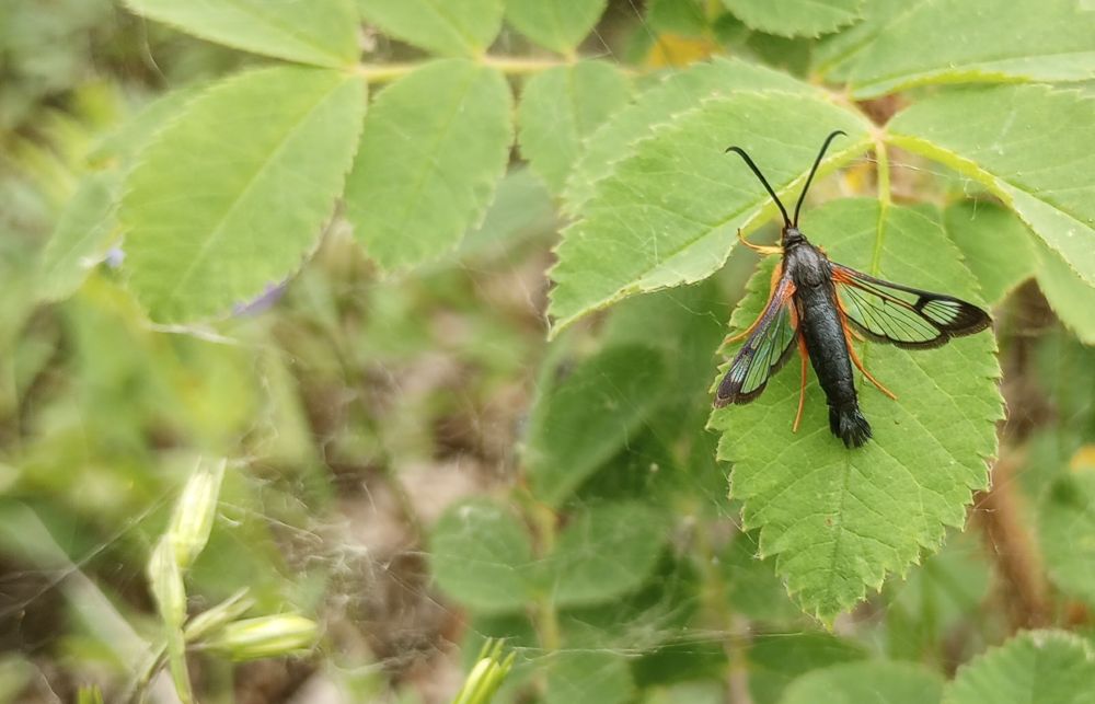 Clearwing Moth resting on a raspberry leaf. Moth body is black, legs are orange, wings are clear with black veins and edges and black antennae. Photo: S.Holroyd.