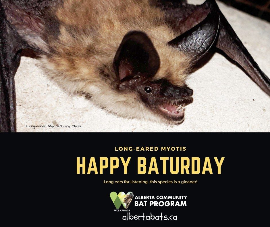 Image of a Long-eared Myotis - blonde fur and very long dark ears, dark face and wings. Mouth is slightly open - likely it is echolocating. Text reads Long-eared Myotis Happy Baturday Long ears for listening, this species is a gleaner! Logo WCS Canada Alberta Community Bat Program albertabats.ca