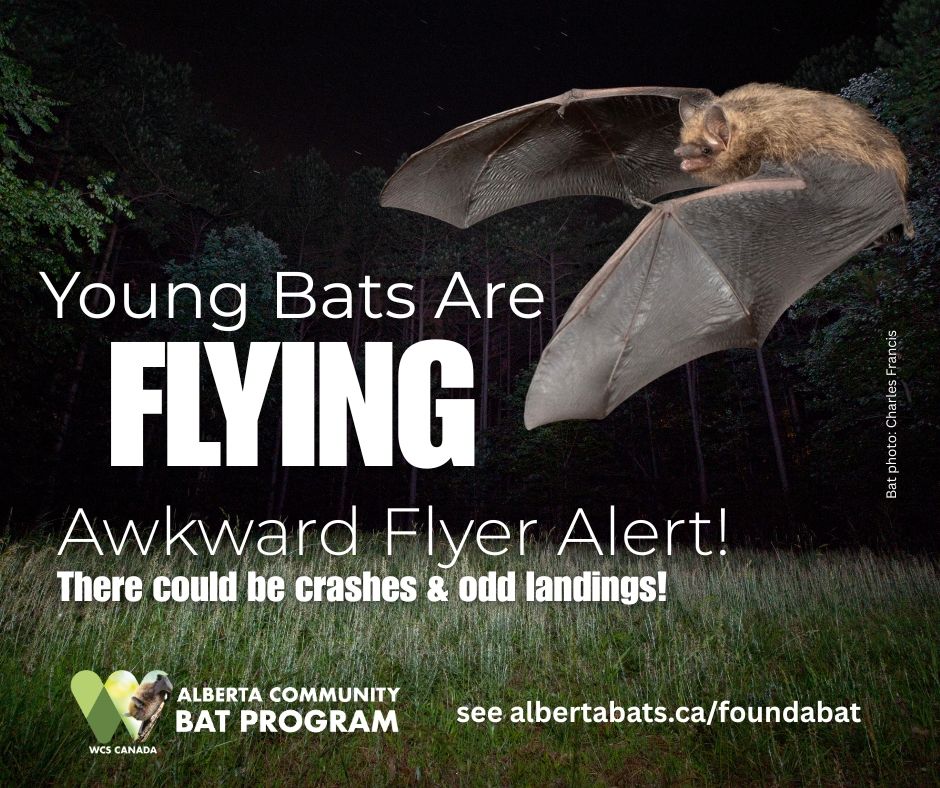 Background is a summer night sky - foreground is a bat flying awkwardly with two wings fully extended forward (image is a Tricolored Bat by Charles Francis). Text reads - young bats are flying, awkward flyer alert! There could be crashes and odd landings! Logo WCS Canada Alberta Community Bat Program - see albertabats.ca/foundabat 