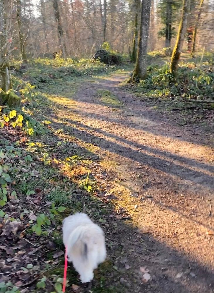 Sunshine and long shadows from trees on a woodland path. At the bottom of the image, walking ahead, a small light colored dog with longish fur on a pink leash. The dog is out of focus, making her look similar to a piece of fluff.