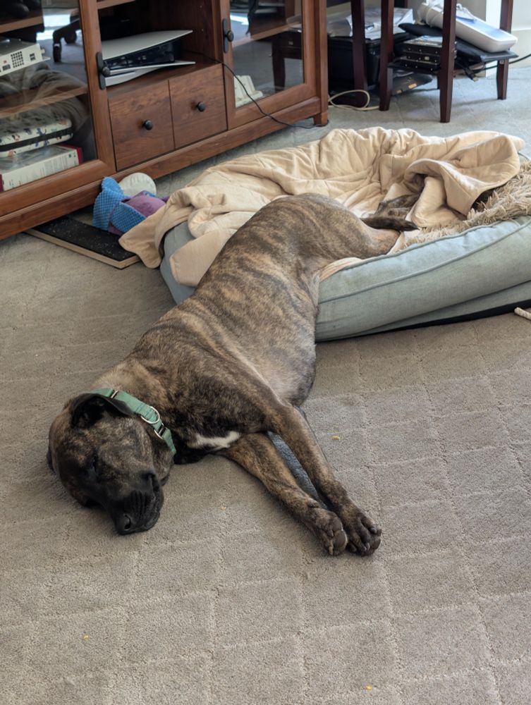 Large brindle dog sleeping with her back end in a dog bed and the front end on the floor