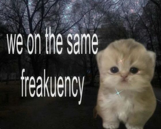 A cute cat edited on top of a photo of trees and the text says “we on the same freakuency”