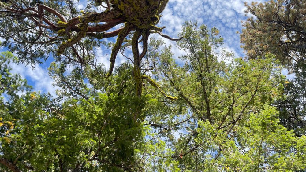 A skyward look into a forest canopy of many greens. Beyond, a bright blue sky strewn with clouds of all shapes and sizes. 