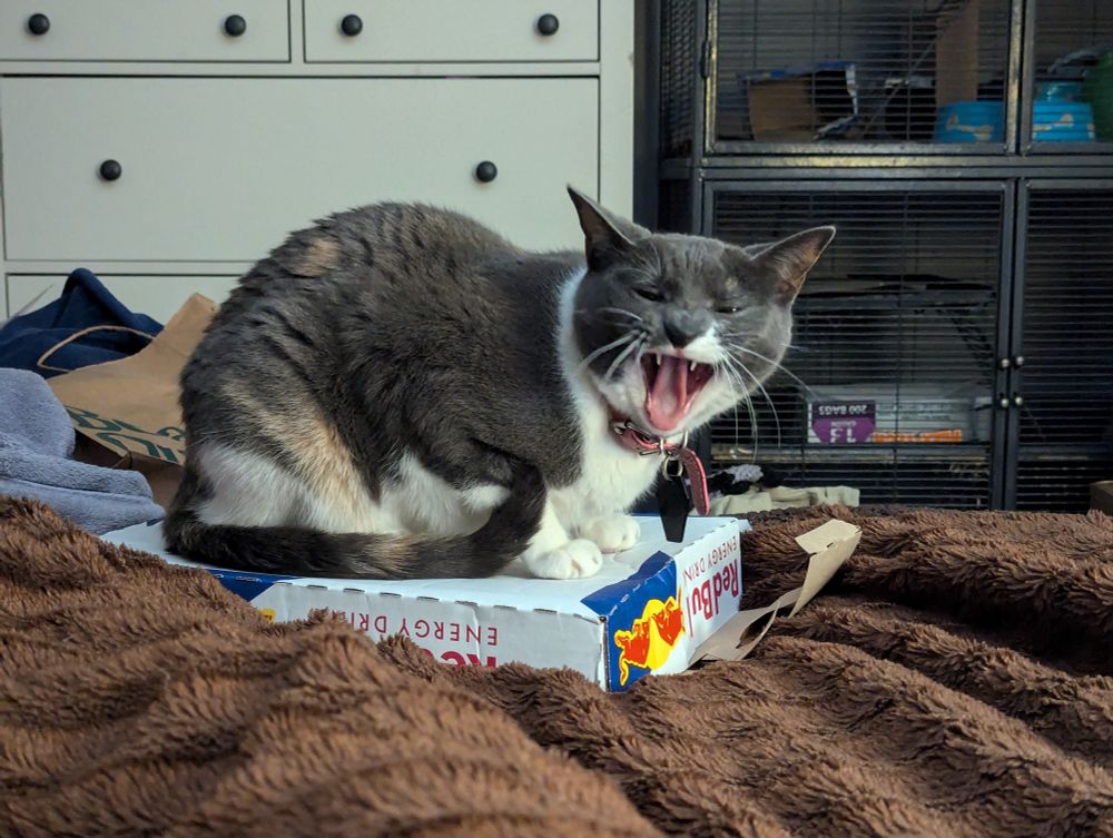 A calico cat sits on a box with her mouth wide open.