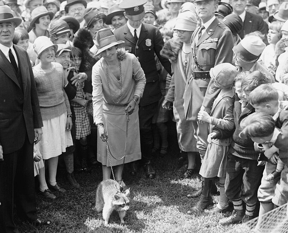Following the death of Horace Vose, the traditional provider of the White House Thanksgiving turkey, numerous farmers vied to provide the President's Thanksgiving meal, with offerings becoming increasingly unusual and culminating in a live raccoon. President Coolidge, who had never eaten raccoon and had no appetite to try it, named it Rebecca and kept her as a pet instead. First Lady Grace Coolidge is seen here walking Rebecca amongst a crowd on the White House lawn.