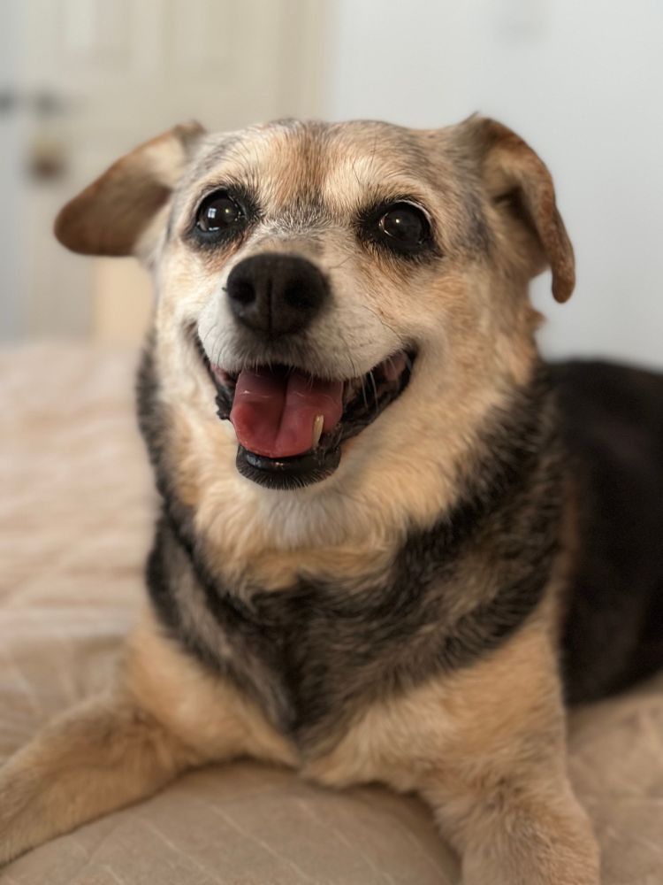A beagle chihuahua terrier mix smiles 