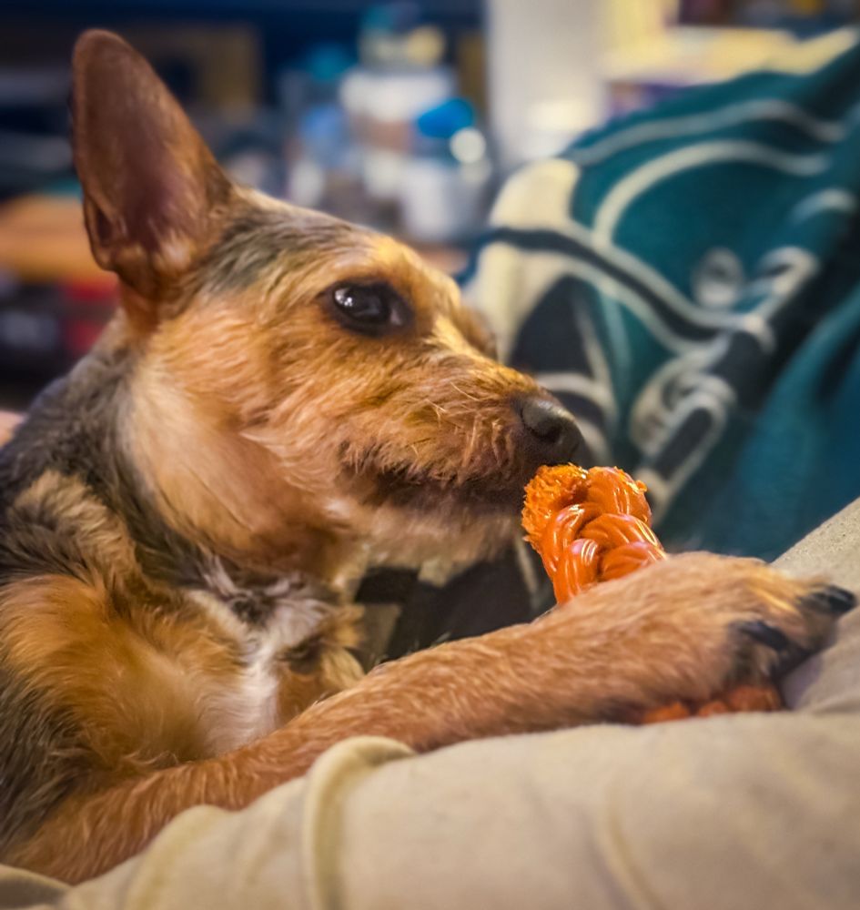 Image of a terrier mix puppy chewing a “bone” while laying on her human.