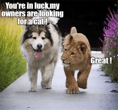 Comment image
