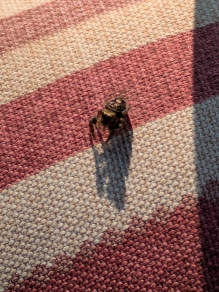 A small golden green jumping spider on some striped cloth