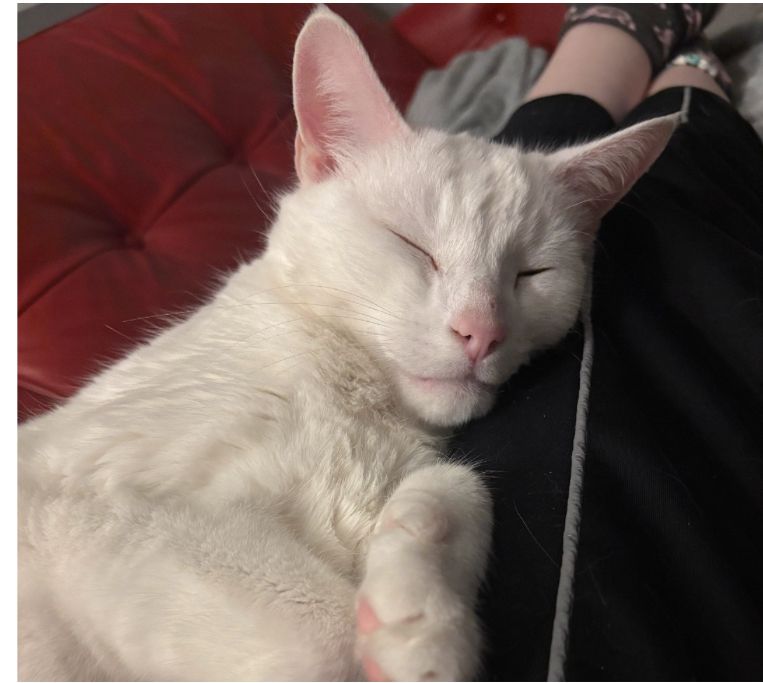 A sleepy white cat snuggled up against a human on the sofa. 