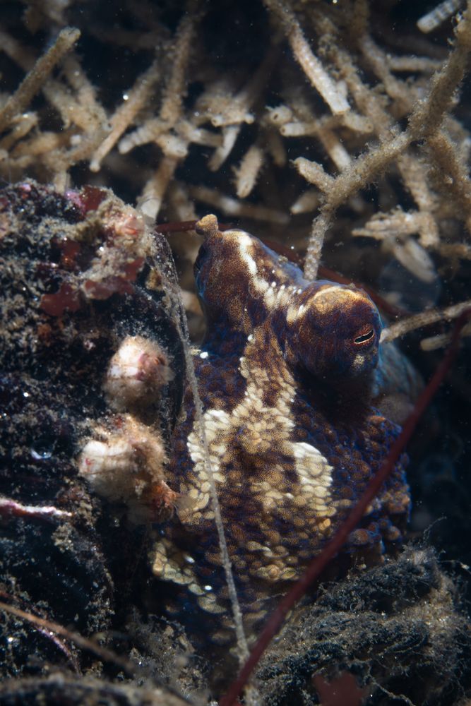 Octopus peering out from behind a rock.