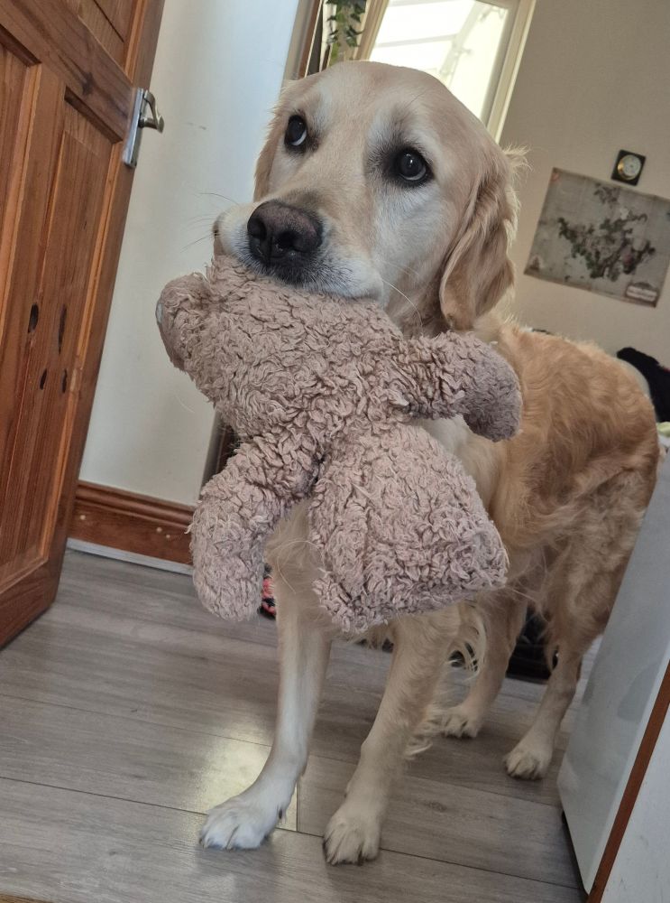 A photo of a golden retriever holding a light brown teddy in his mouth.