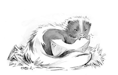 baby skunk