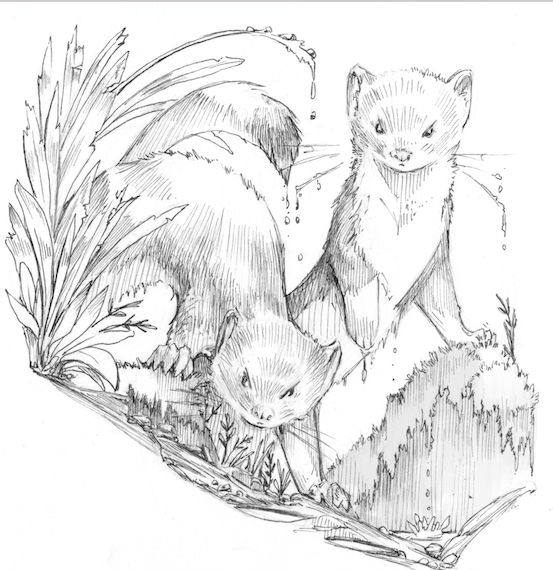 2 fuzzy ones have found the viewer in the rain. Done in copic sp pen