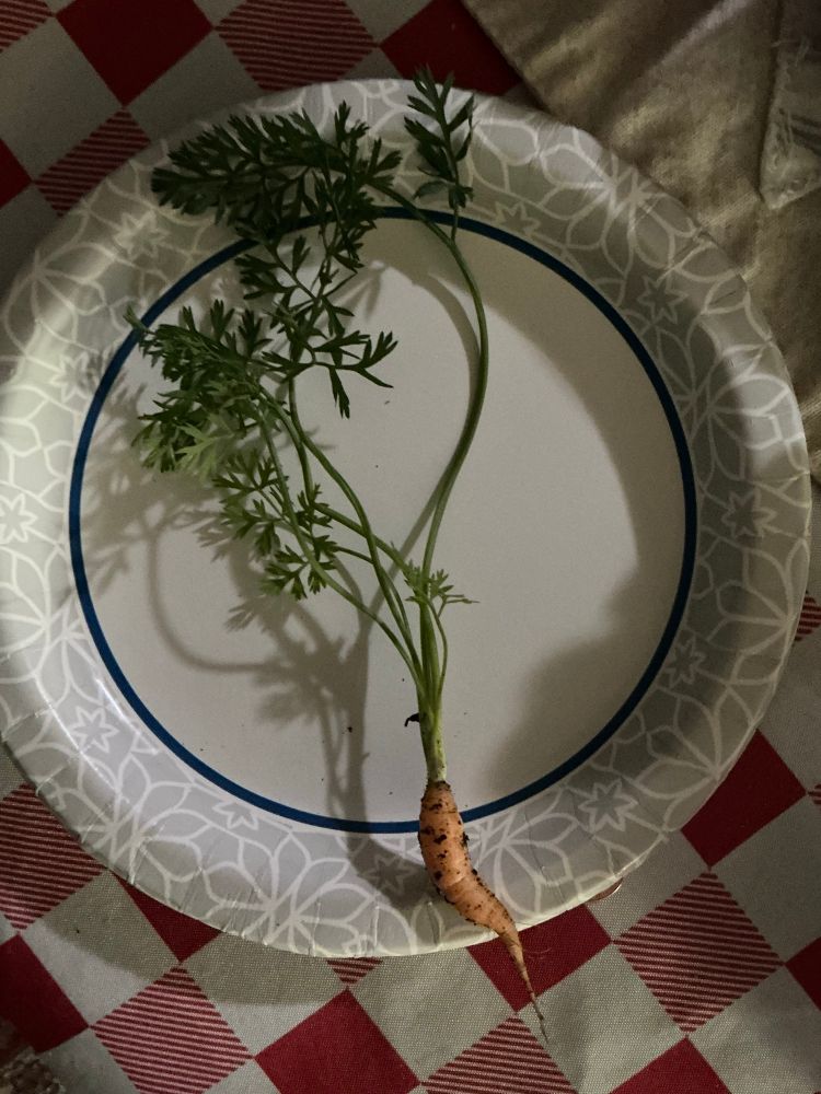 Tiny carrot on a plate