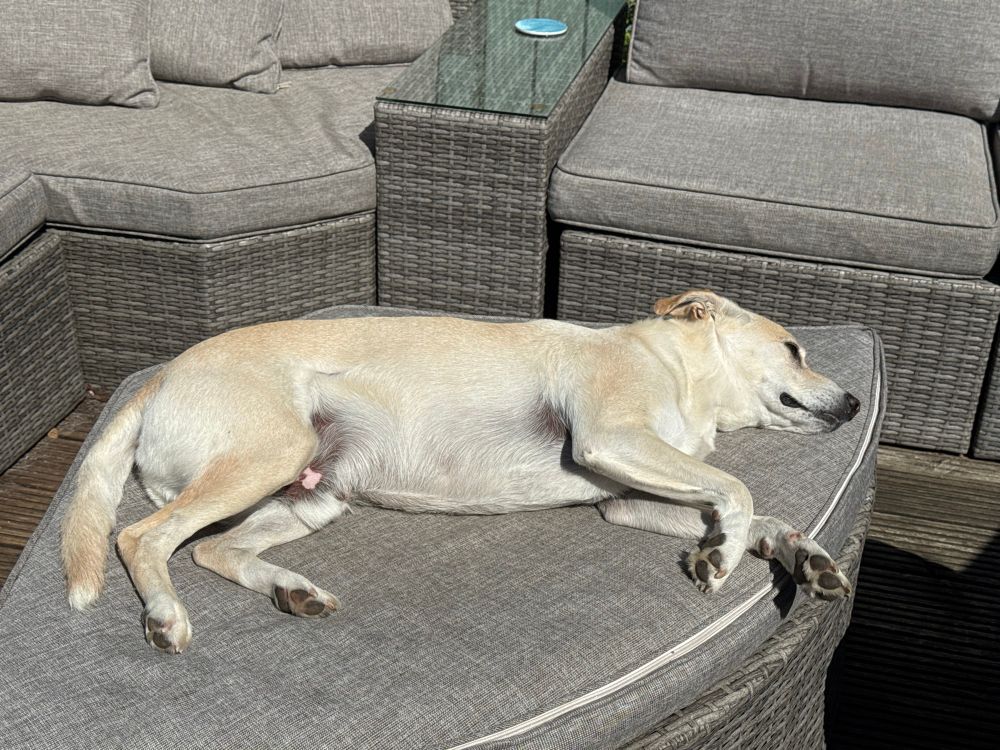 Stanley the Cretan hound sunbathing on an outdoor sofa
