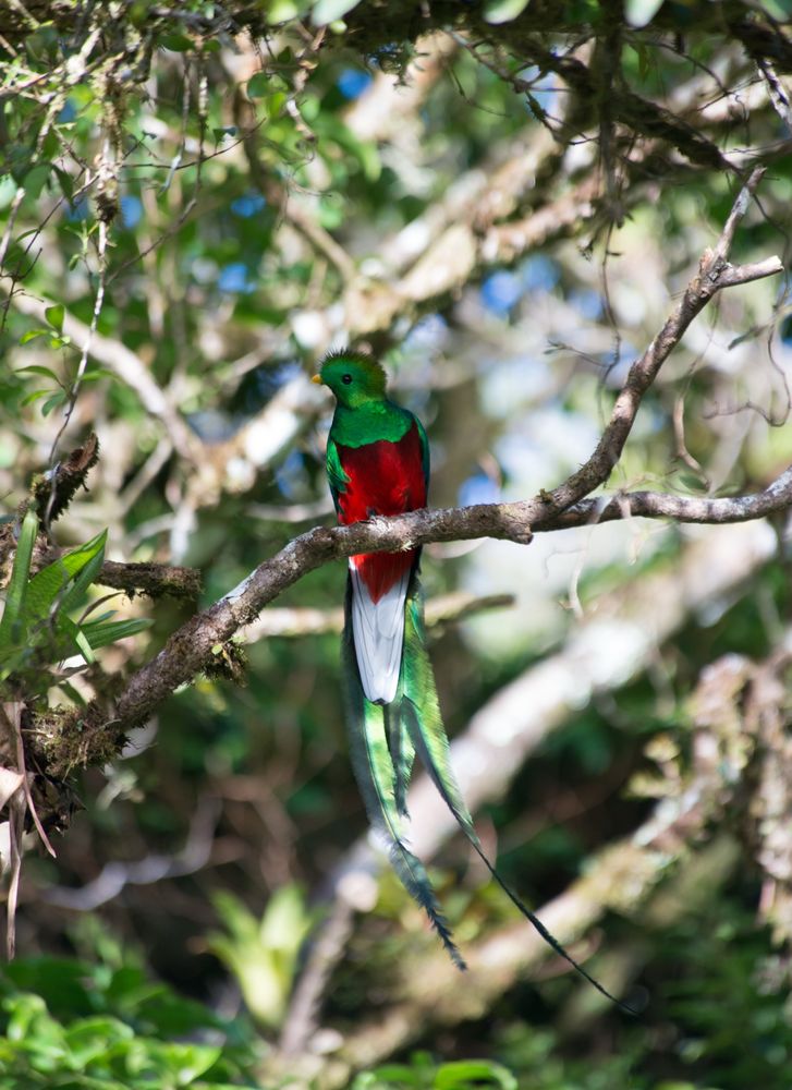 Photo of a resplendent quetzal perched on a branch in dappled sunlight. Bright red belly feathers, green neck and back, with two long tail feathers and a ridiculous, “fuzzy” looking head. 