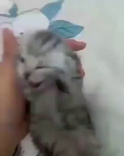 a person is holding a small gray kitten in their hand