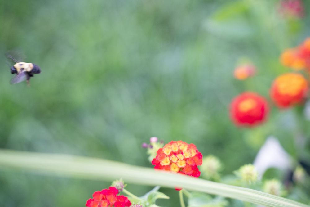 A blurred photo looking similar to a impressionistic painting depicts a bumblebee flying away from a flower in a blurry dream like state. 