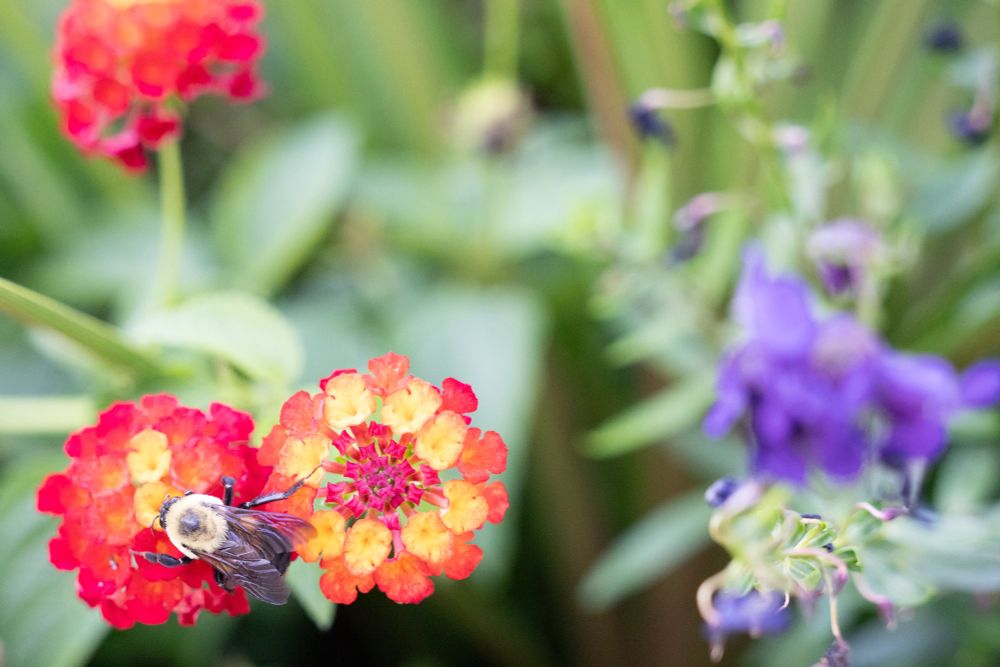 A large bumblebee sites on a flower and is surrounded by other flowers and plants. 