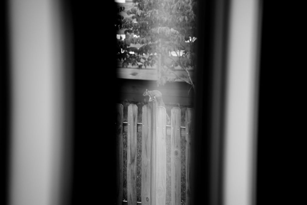 A picture of a squirrel standing on a fence. The picture is framed on either side with black and white banding running up and down vertically through the image on the left and right. The squirrel is slightly obscured by a thin sheer white curtain. 