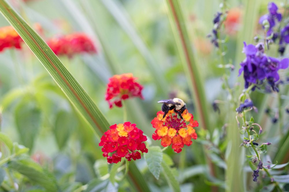 A bumblebee sits on a flower and is surrounded by other plants and flowers. 