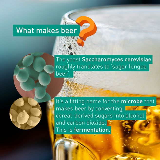 A graphic with a beer glass background and photos of the yeast Saccharomyces cerevisiae that reads "What makes beer? The yeast Saccharomyces cerevisiae roughly translates to 'sugar fungus beer'. It's a fitting name for the microbe that makes beer by converting cereal-derived sugars into alcohol and carbon dioxide. This is fermentation." 