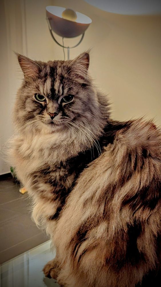 a picture of my maine coon cat looking very handsome